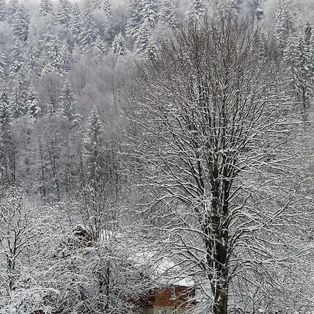 багрівчанка Yaremche